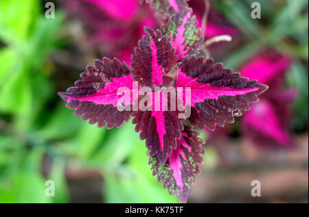 Solenostemon Foto Stock