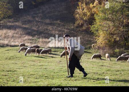 Un vecchio uomo e pastore in gara le sue pecore nei campi del Kosovo meridionale Foto Stock