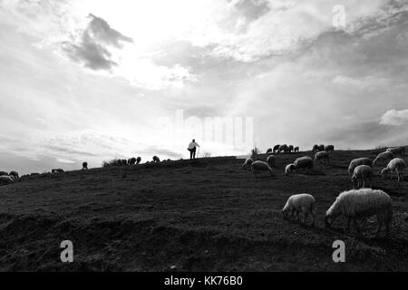 Un vecchio uomo e pastore in gara le sue pecore nei campi del Kosovo meridionale Foto Stock