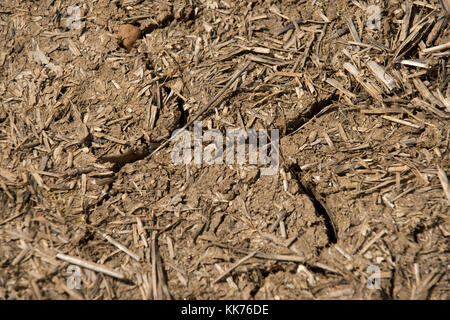 Rotto a secco e arido terreno in un unplanted campo dei seminativi in estate con cestino di stoppie, berkshire, può Foto Stock