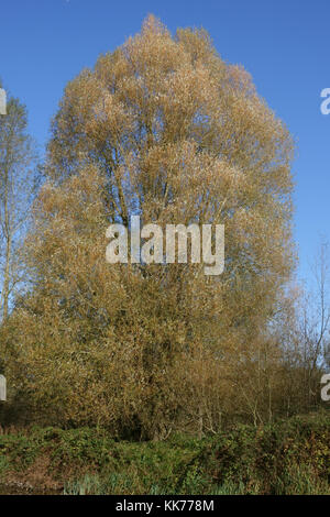 Il salice bianco, Salix alba, un grande albero dal canal cominciando a perdere le foglie in autunno, Berkshire, Ottobre Foto Stock