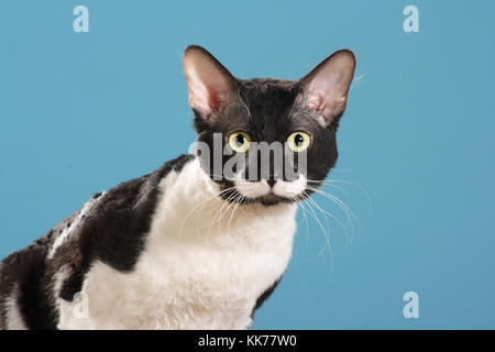Il tedesco rex, ritratto Foto Stock