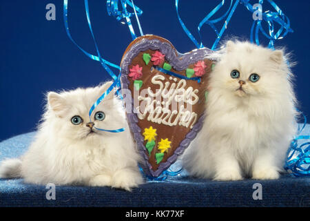 Due gattini persiano, argento ombreggiati Foto Stock