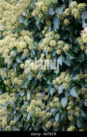 HEDERA HELIX FIORI Foto Stock