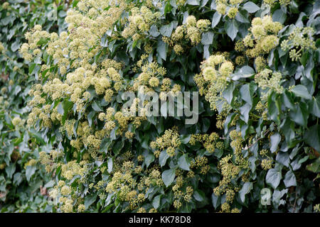 HEDERA HELIX FIORI Foto Stock