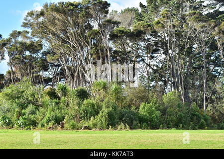 Vista tipica della Nuova Zelanda (Isola del nord) aree parco di fitti cespugli e gli alberi di cavolo cappuccio di copertura ad alte sia native e introdotto sopra gli alberi. Foto Stock