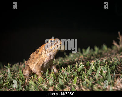 Il rospo di canna di notte Foto Stock