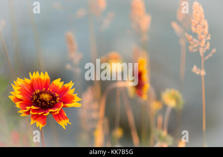 Gaillardia fiore in una nebbiosa mattina Foto Stock