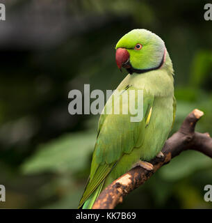 Indian Ringneck parrot appollaiato su un ramo Foto Stock