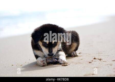 Isola cucciolo sulla spiaggia Foto Stock