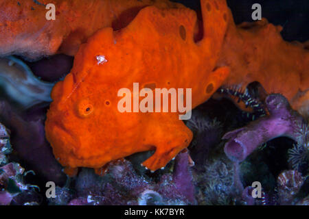 Dipinto di arancione rana pescatrice con esca pronta, sta in agguato mimetizzati fra spugne colorate. Stretto di Lembeh, Indonesia. Foto Stock