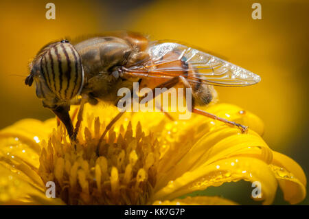 Primo piano di un'ape su un fiore giallo alla prima luce