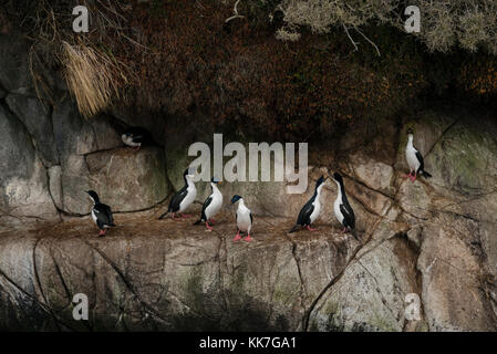 Cormorani imperiali (Leucocarbo atriceps) nesting su di una remota isola del sud fiordi cileni Foto Stock