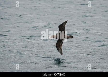 Il gigante del sud Petrel volare sopra le acque dello Stretto di Magellano, Cile Foto Stock