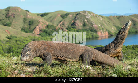 Ritratto del drago di Komodo (Varanus komodoensis ) è la più grande lucertola vivente nel mondo. su isola di Rinca. Indonesia. Foto Stock