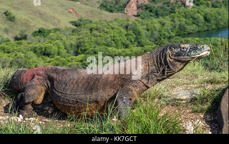 Drago di Komodo (Varanus komodoensis ) con la lingua biforcuta sniff aria. più grande nel mondo vivono lizard in habitat naturali. isola rinca. indonesi Foto Stock