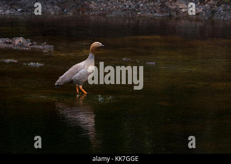 Il altamente minacciate rubicondo-headed Goose (Chloephaga rubidiceps) da vicino a Punta Arenas, Cile Foto Stock