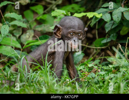 Close up ritratto di bonobo cub in habitat naturali. verde sfondo naturale. Il bonobo ( Pan paniscus), chiamato scimpanzé pigmeo. democratica Foto Stock