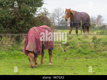 I cavalli in un campo con le coperte per cavalli da tenere in caldo nel freddo inverno nel Regno Unito. Foto Stock