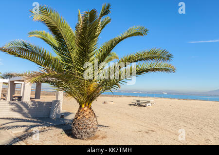 Giovani ananas Palm tree (Phoenix canariensis) su di una spiaggia di sabbia a coronado bay, california, Stati Uniti d'America Foto Stock