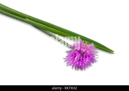 Studio girato di un singolo fiore di erba cipollina e foglie isolate su bianco - John Gollop Foto Stock