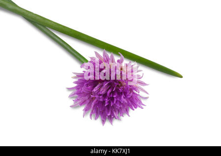 Studio girato di un singolo fiore di erba cipollina e foglie isolate su bianco - John Gollop Foto Stock