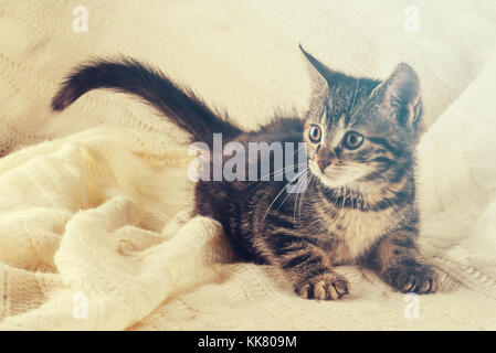 Foto orizzontale di Nizza a strisce colorate alcune settimane vecchio cucciolo. gatto è bianco e tabby colore. animale è in piedi sulla maglia bianca coperta. bello e caldo Foto Stock