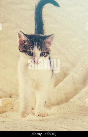 Foto verticale di Nizza colorato alcune settimane vecchio cucciolo. gatto è bianco e tabby colore. animale è in piedi sulla maglia bianca coperta. bella luce calda è s Foto Stock