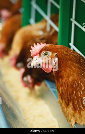 Close-up nel fuoco di un pollo rosso sullo sfondo di altri di mangiare in un allevamento di polli Foto Stock