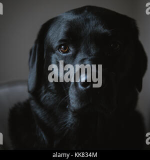 Nero labrador retriever ritratto Foto Stock