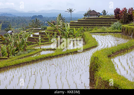 A schiera jatiluwih risaie, terrazze di riso negli altopiani del west Bali, Indonesia Foto Stock