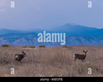 Mule Deer buck e il DOE, autunno, Rocky Mountain Arsenal Wildlife Refuge, Commerce City, Colorado. Foto Stock