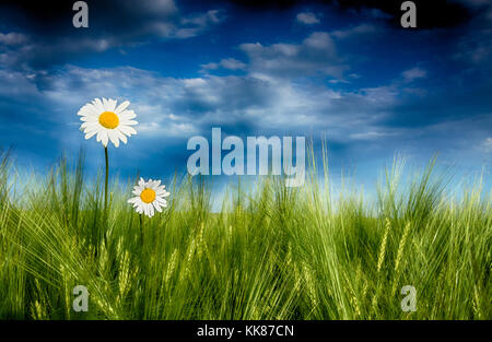 Due margherite in verde orzo appena prima della tempesta. leucanthemum. scena drammatica con il bianco marguerites nel campo di grano sotto il blu cielo nuvoloso. Foto Stock