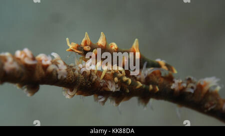 Dragon gamberetti hardingi miropandalus sulla frusta coral Foto Stock