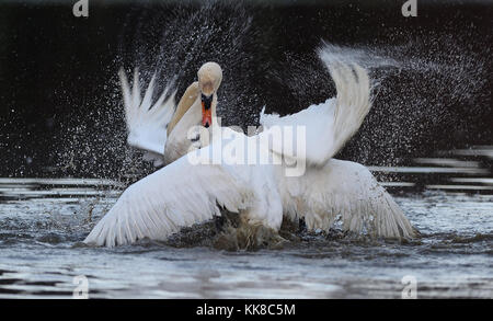 Combattimenti cigni maschio Foto Stock