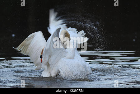 Combattimenti cigni maschio Foto Stock