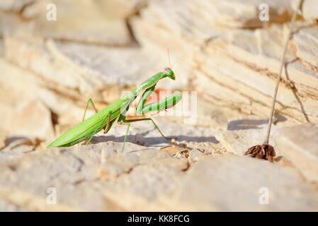 Mantide religiosa, mantide religiosa o mantide religiosa è un grosso insetto hemimetabolic nella famiglia del Mantidae (mantids), che è il più grande Foto Stock