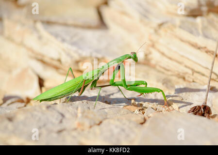 Mantide religiosa, mantide religiosa o mantide religiosa è un grosso insetto hemimetabolic nella famiglia del Mantidae (mantids), che è il più grande Foto Stock