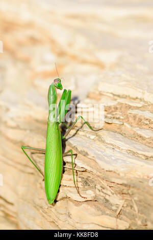 Mantide religiosa, mantide religiosa o mantide religiosa è un grosso insetto hemimetabolic nella famiglia del Mantidae (mantids), che è il più grande Foto Stock