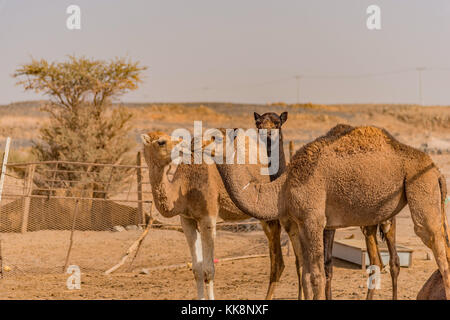 Cammelli su un cammello ranch a nord-est di Jeddah, Makkah provincia, Arabia Saudita. Foto Stock