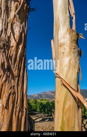 Eucalipto tronchi di alberi in Santa Barbara County, California. Foto Stock