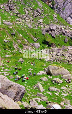 Muli e cavalli trasportano zaini in montagne rocciose. Himachal Pradesh, India settentrionale Foto Stock