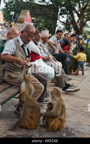 Appendere fuori con le scimmie, swayambhunath, Kathmandu, Nepal Foto Stock