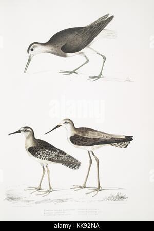 Lato di stampa colorata raffigurante un tre uccelli in sommità un White Tailed Sandpiper (Totanus leucurus), in basso a sinistra un Allied Sandpiper (Totanus affinis) e in basso a destra una Cawnpore beccaccino (Totanus lathami), dal libro "Illustrazioni di indiani zoologia, principalmente dalla collezione del Maggiore Generale Hardwicke', 1832. Dalla Biblioteca Pubblica di New York. Foto Stock