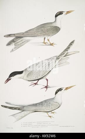 Lato di stampa colorata raffigurante un tre uccelli in sommità un Iavan Tern (sterna javanica), nel mezzo di un alleato (Tern Sterna similis), e in fondo un marrone panciuto Tern (sterna acuticauda), dal libro "Illustrazioni di indiani zoologia, principalmente dalla collezione del Maggiore Generale Hardwicke', 1832. Dalla Biblioteca Pubblica di New York. Foto Stock