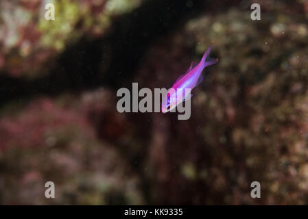 Giovani ametista anthias, pseudanthias pascalus (Giordania & tanaka, 1927) kajika, owase, mie, Giappone Foto Stock