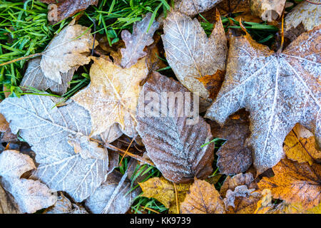 Congelati foglie secche sul terreno. Vista ravvicinata di varie foglie coperto di brina sdraiati sull'erba. Foto Stock