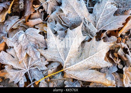 Congelati foglie secche sul terreno. Vista ravvicinata di albero piano di foglie morte coperto di brina giacente a terra tra le altre varietà di foglie secche. Foto Stock