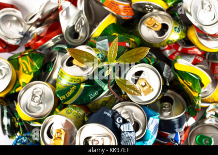 Pianta che cresce su un dump di lattine isolati su sfondo bianco. Foto Stock