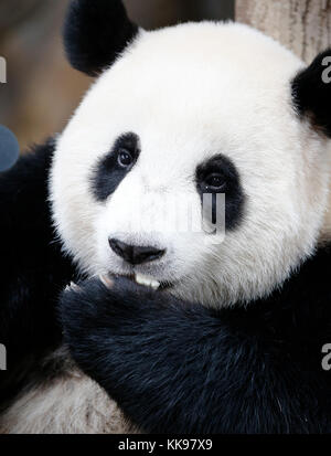 Nuan nuan (significa calore), il primo malaysian-nato panda cub è seduto presso la panda Conservation Centre di Kuala Lumpur in Malesia, 24 luglio 2017. Foto Stock